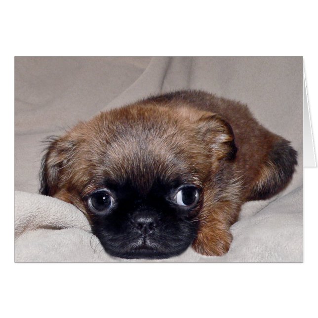 Baby Brussels Griffon (Anverso (Horizontal))