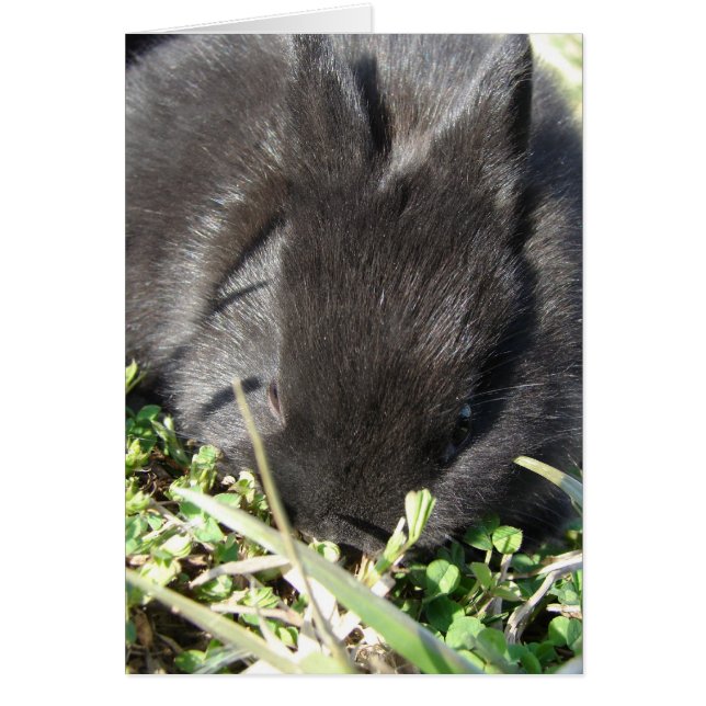 Baby Bunny (Frente)