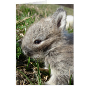 Baby Bunny