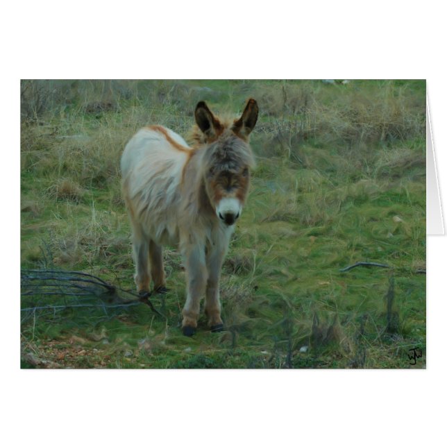 Baby Burro (Anverso (Horizontal))