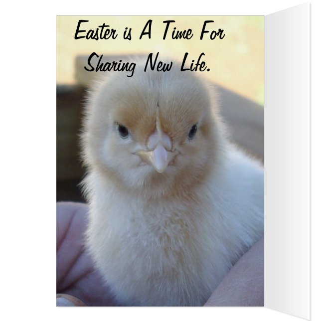 Baby_Chicken_Easter_Card. (Interior (Izquierda))