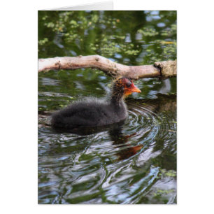 Baby Coot