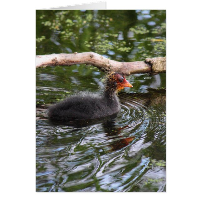 Baby Coot (Frente)