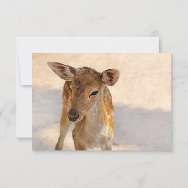 Baby Deer (Anverso)