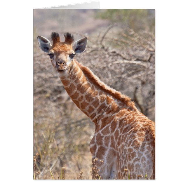 Baby Giraffe (Frente)