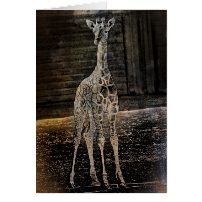 Baby Giraffe (Frente)