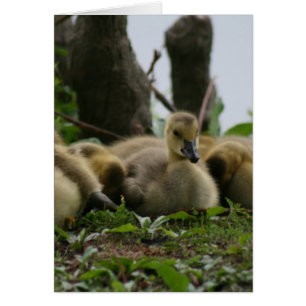 Baby Goose