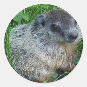 Baby Groundhog Pegatina
