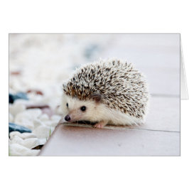 Baby Hedgehog
