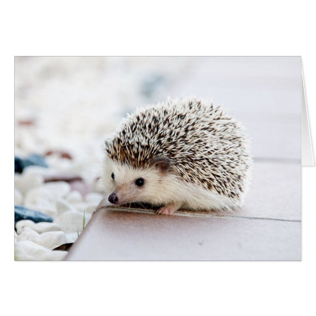 Baby Hedgehog (Anverso (Horizontal))