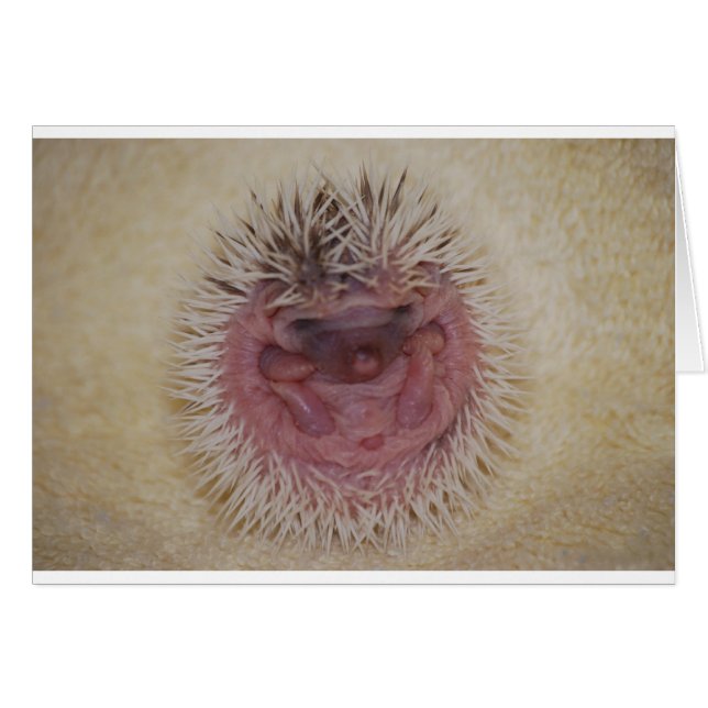 Baby Hedgehog Ball (Anverso (Horizontal))