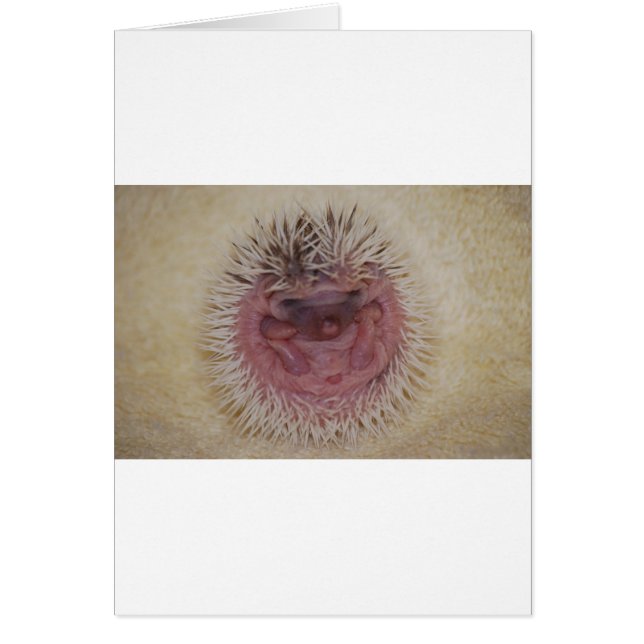 Baby Hedgehog Ball (Frente)