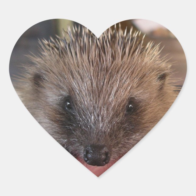 Baby Hedgehog Pegatina (Anverso)