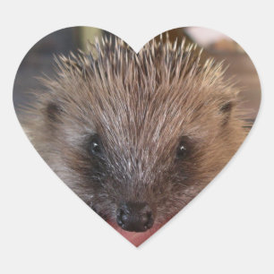 Baby Hedgehog Pegatina