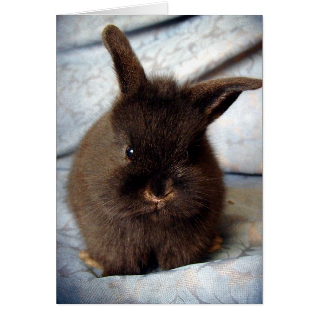 Baby Lionhead Bunny (Frente)
