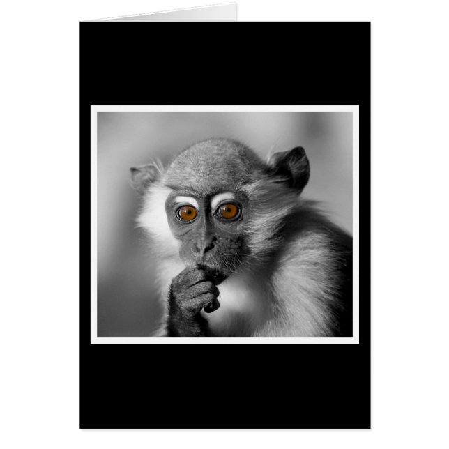 Baby Mangabey Monkey (Frente)