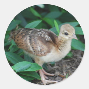 Baby Peacock Chick Pegatina