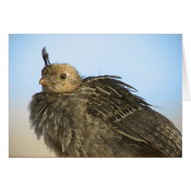 Baby Quail (Anverso (Horizontal))