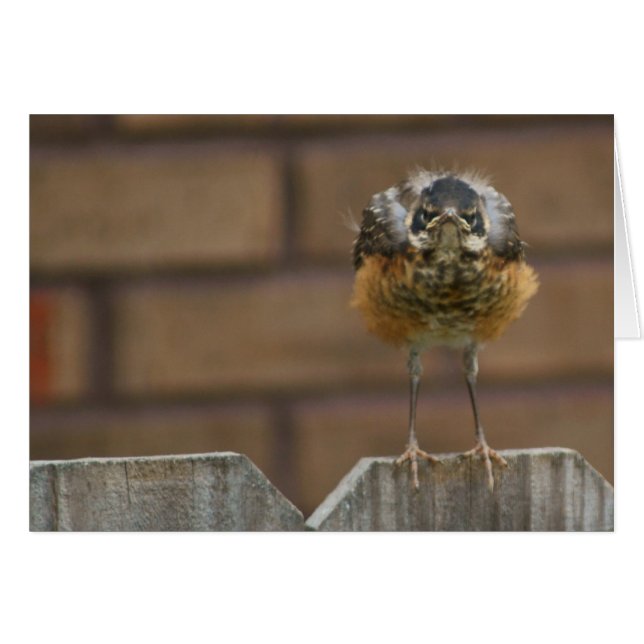Baby Robin (Anverso (Horizontal))