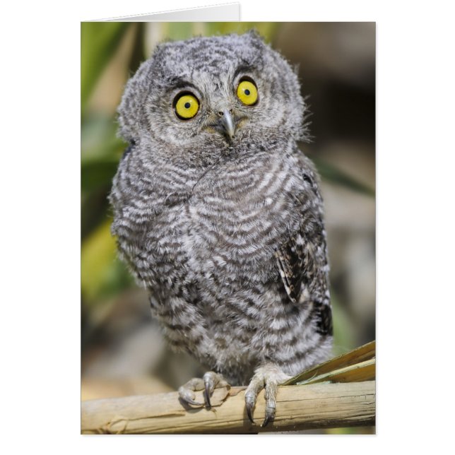 Baby Screetch-Owl (Frente)