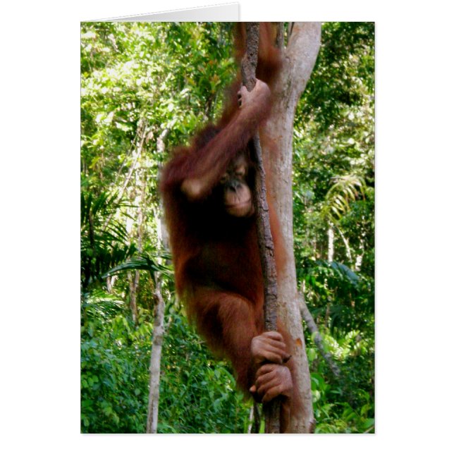 Baby Tree Hugger: Great Ape (Frente)