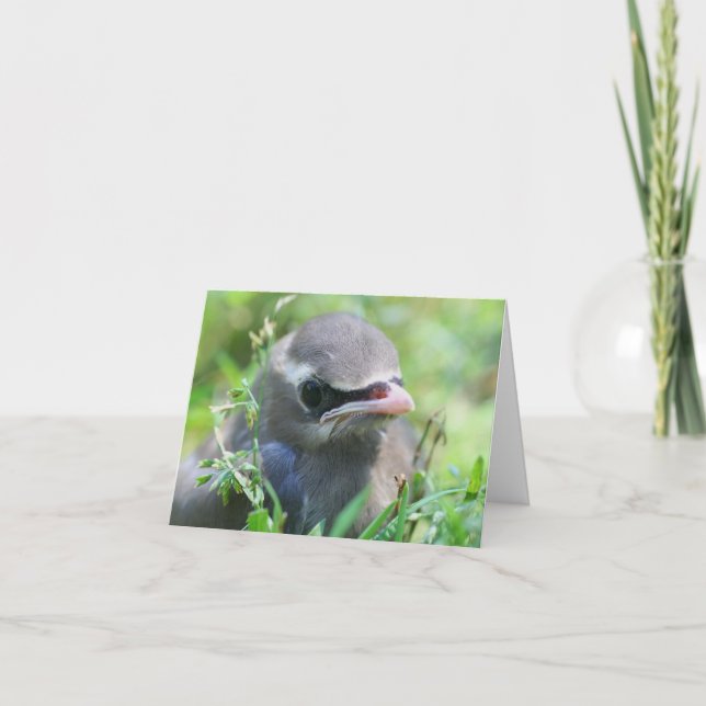 Baby Waxwing Bird Animal Photography  (Anverso)