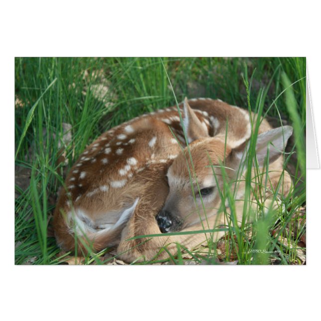 Baby White Tail (Anverso (Horizontal))