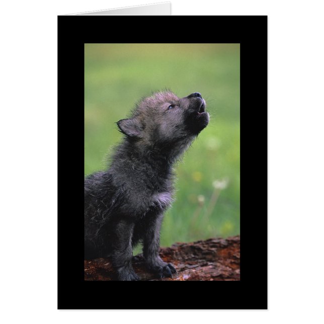 Baby Wolf Howls (Frente)