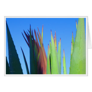 Baby Yucca Stalk