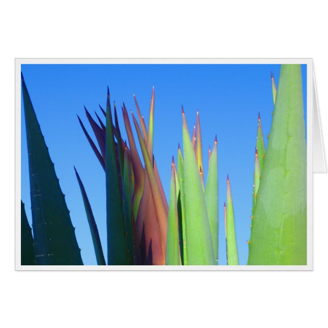 Baby Yucca Stalk (Anverso (Horizontal))