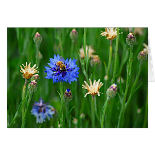 Bachelor Button Bee (Anverso (Horizontal))