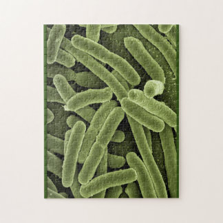Bacteria puzzle e.coli microscopio