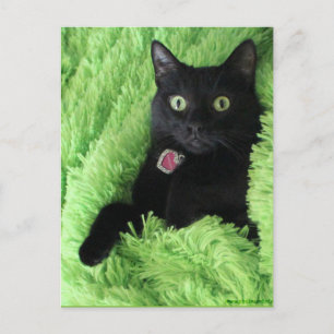 Bagheera la postal del gato negro