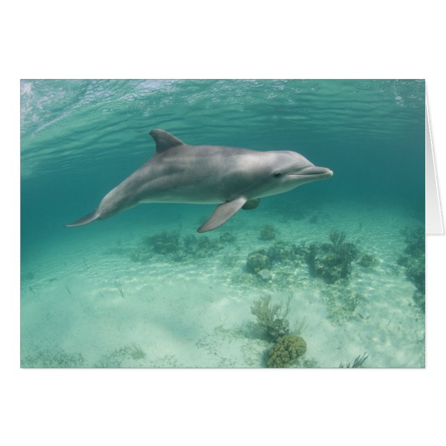 Bahamas, isla de Gran Bahama, Freeport, cautiva 6 (Anverso (Horizontal))