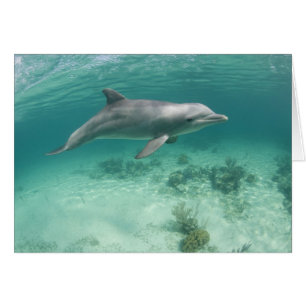 Bahamas, Isla Gran Bahama, Freeport, Cautivo 6