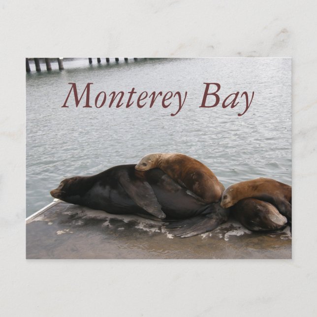 Bahía de Monterey - Tarjeta postal de leones marin (Anverso)