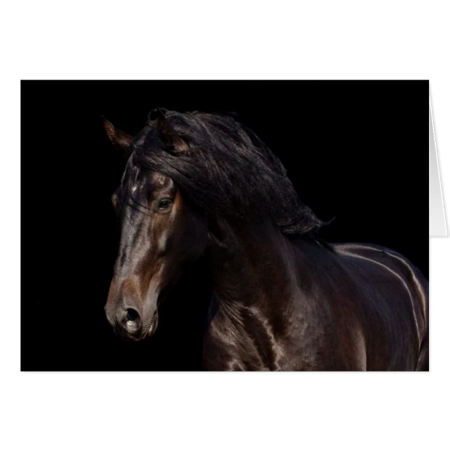 Bahía oscura (Anverso (Horizontal))