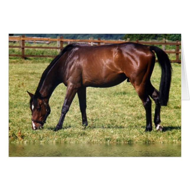 Bahía reflectante (Anverso (Horizontal))