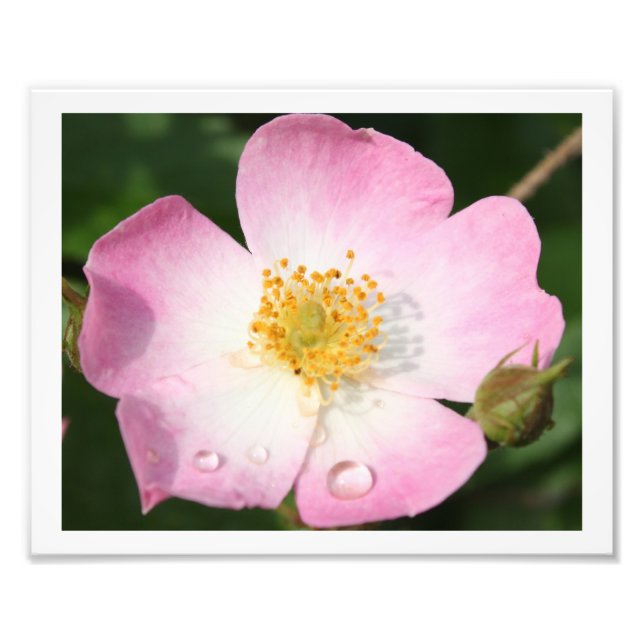Bailarina pequeña - Rosa de fotografía de Ballerin (Frente)