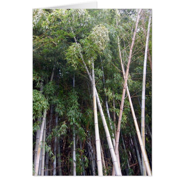 Baile Bamboo (Frente)