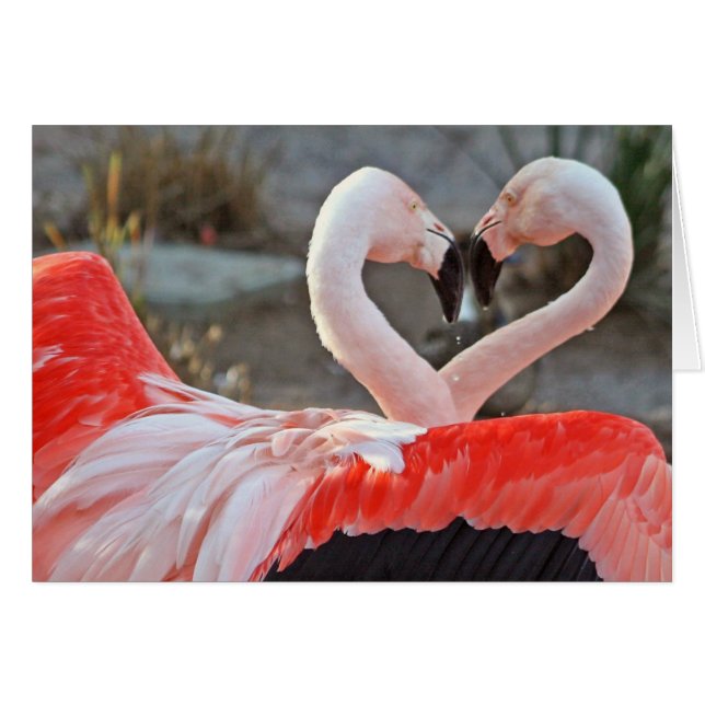 Baile de amor (Anverso (Horizontal))