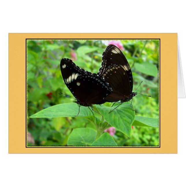 Baile de apareamiento (Anverso (Horizontal))