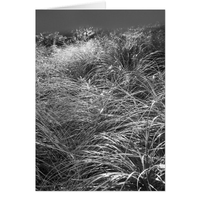 Baile de Sun (Frente)