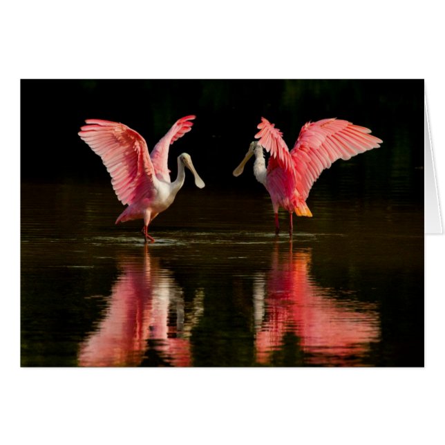 Baile Roseate Spoonbill Mating (Anverso (Horizontal))