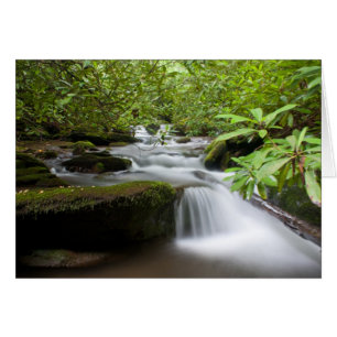 Bajo la carta de los rododendros