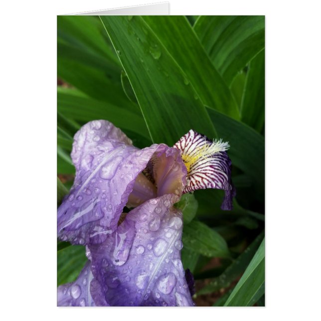 bajo la lluvia (Frente)