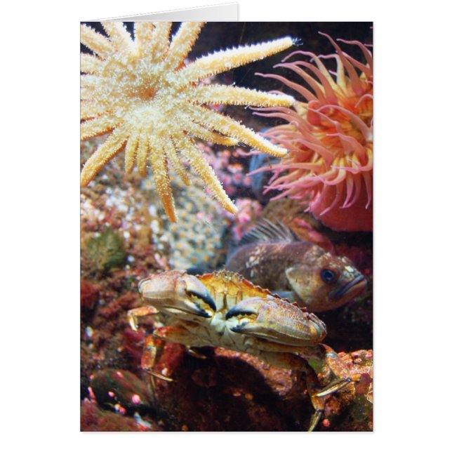 Bajo la superficie del mar (Frente)