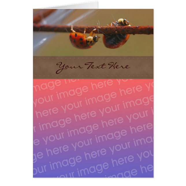 Balanceo de la naturaleza de Ladybugs Tu foto (Frente)