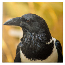 Bald Crow Grande (6" X 6") Baldosa Fotográfico de 