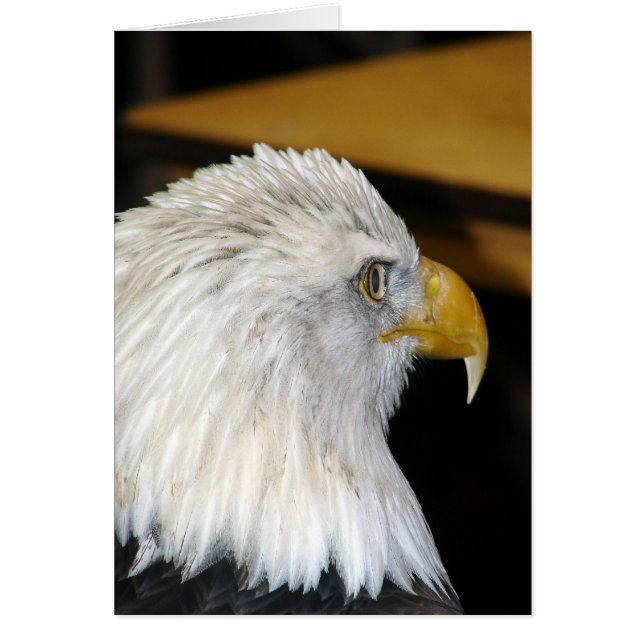 Bald Eagle (Frente)